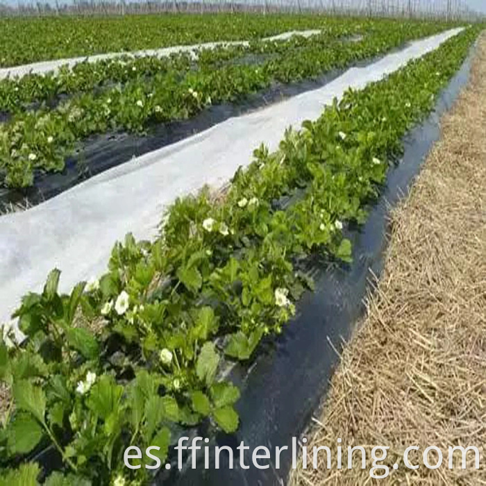 Frost Fleece para cubrir las plantas Absorción de agua Mantener caliente